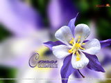 Colorado Columbine Wallpaper